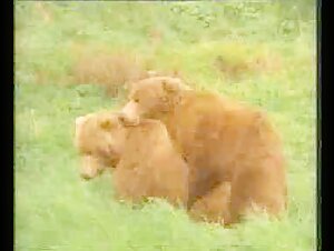 bears leave bar together