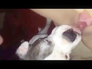 dog licking