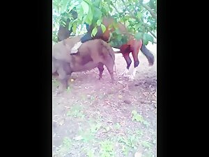 Horse fucks pig sow