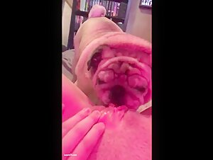 Pug licks deep