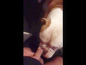 Dog licks