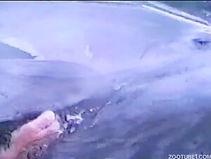 masturbating a female dolphin