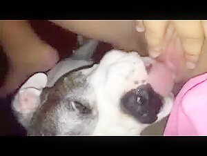 dog licking girl to orgasm