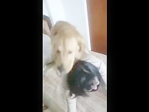 Chinese having sex with her dog