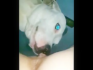 Girl let’s dog lick then fuck her