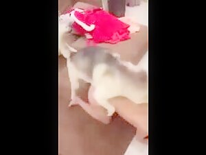 dog fuck chinese woman