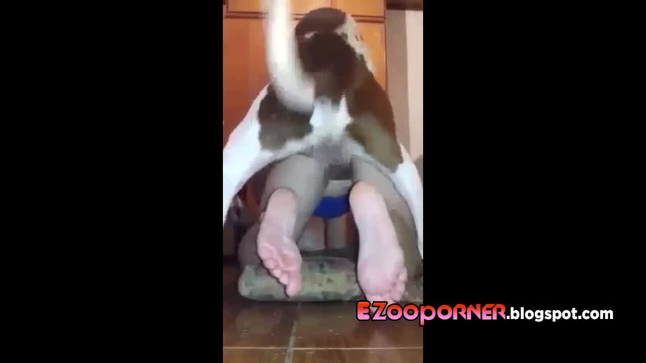 Amateur BRASIL Dog Fuck Compilation novinha PT2 - BestialitySexTaboo -  Bestiality Sex Taboo