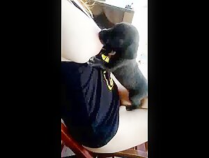 Mother breastfeeding puppy 8