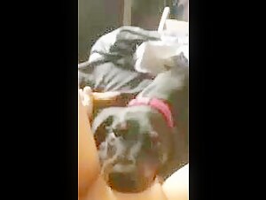 Dog eating pussy 2