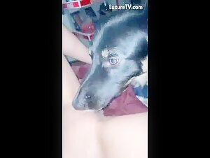 dog lick pussy