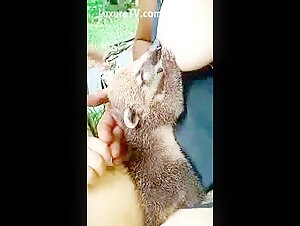 Breastfeeding coati