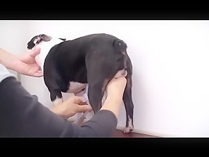 Vet girl collecting dog sperm