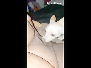 Chihuahua part 1
