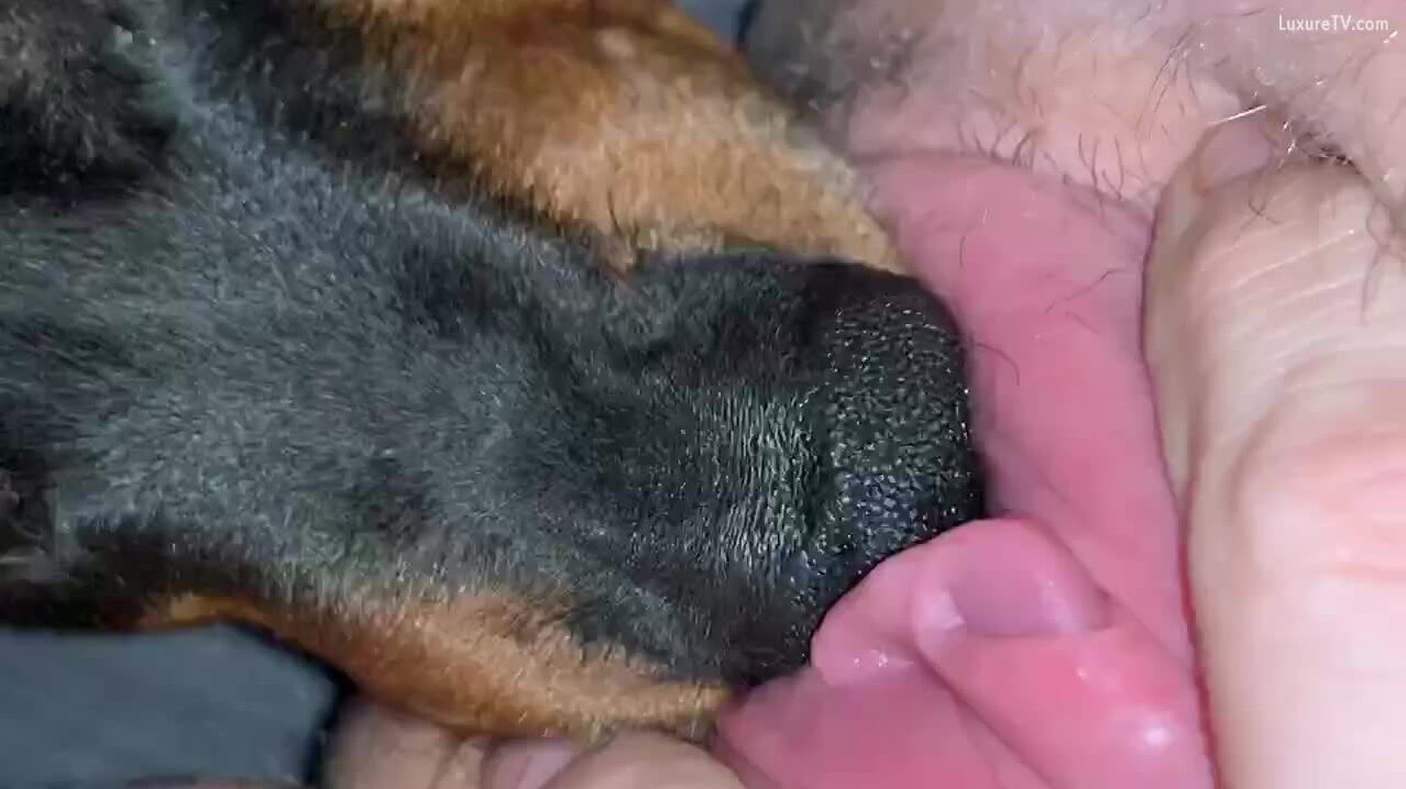 dog fuck dogwalker bestiality Dog - BestialitySexTaboo - Bestiality Sex Taboo