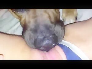 Dog lick pussy