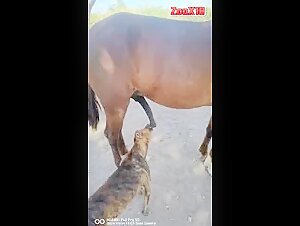 dog horse