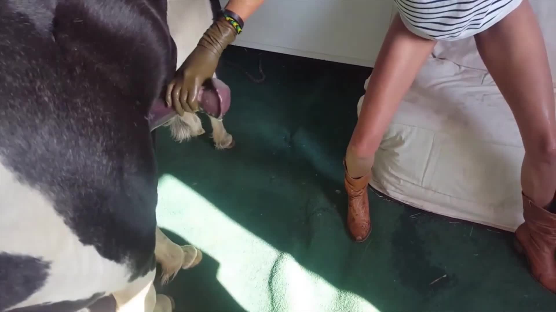 horse bestiality amateur Amateur Horse Cumshot Premier !!! - BestialitySexTaboo - Bestiality Sex Taboo