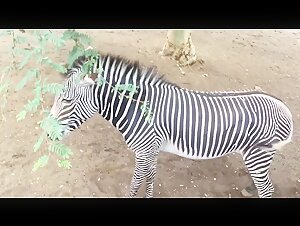 Extra horny Zebra ejaculates