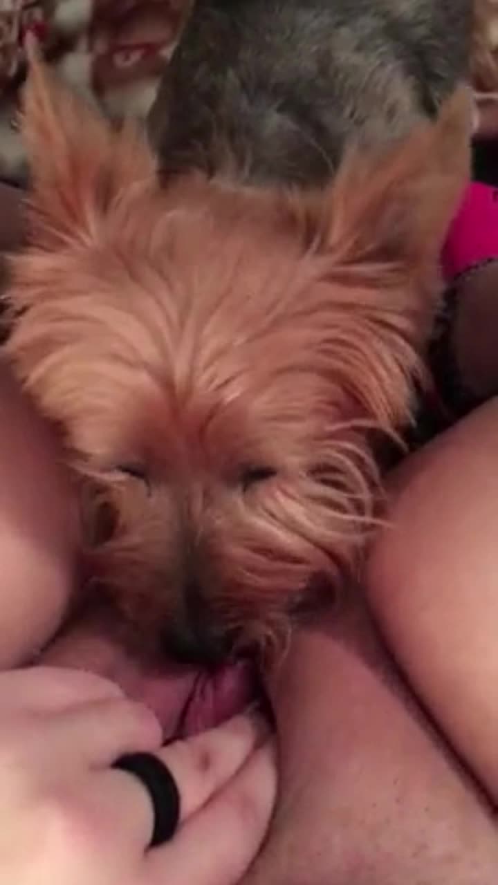 beastialitydog sex 