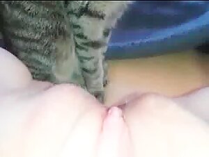 Gato Lamiendo Vagina 🤤