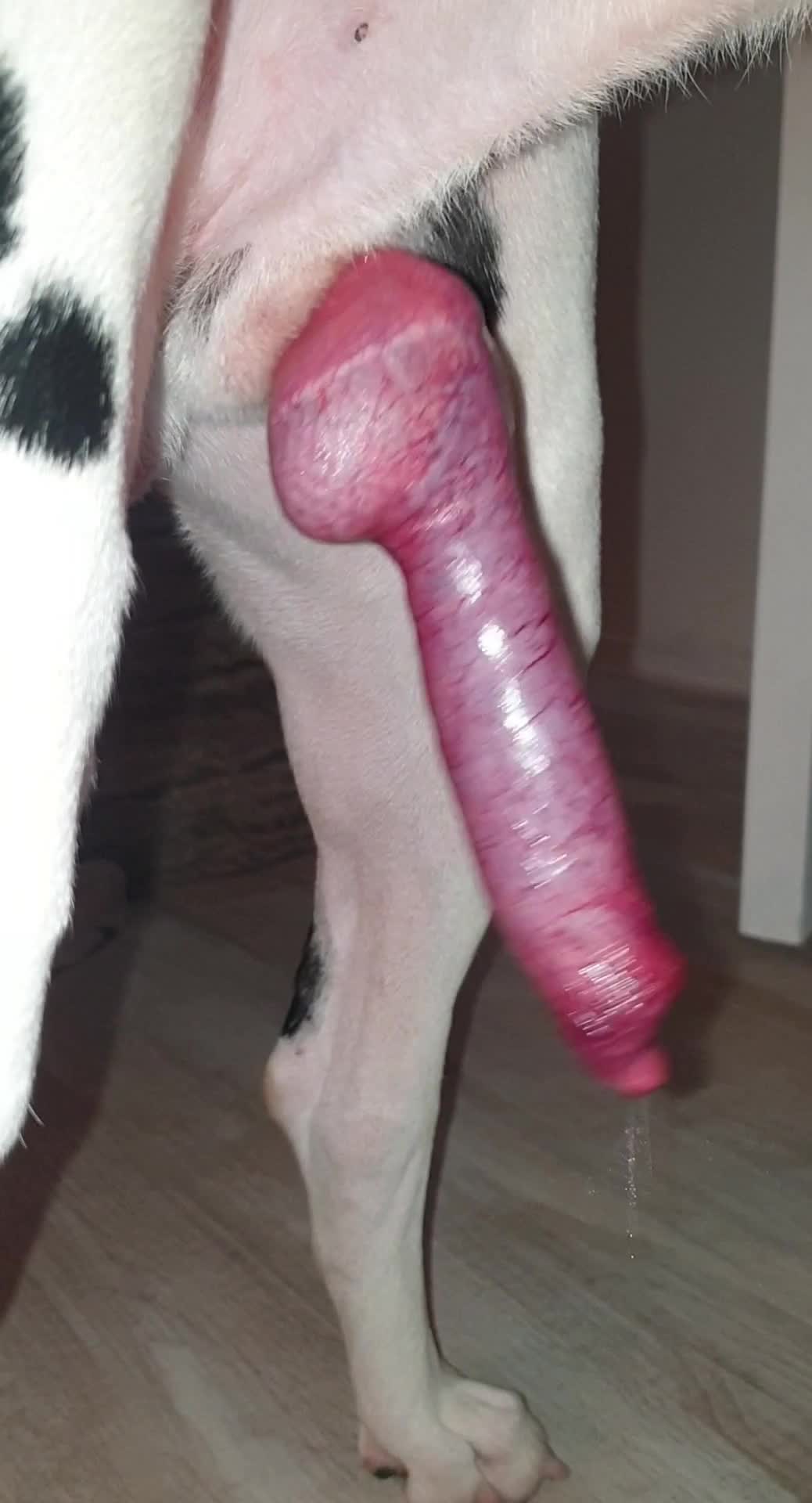 Large dogs cock throbbing and cumming - BestialitySexTaboo - Bestiality  Sex Taboo
