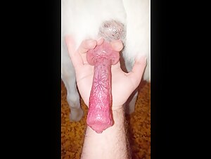 Masturbating a dog