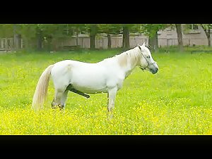 Horny stallion in the pasture (slow motion)