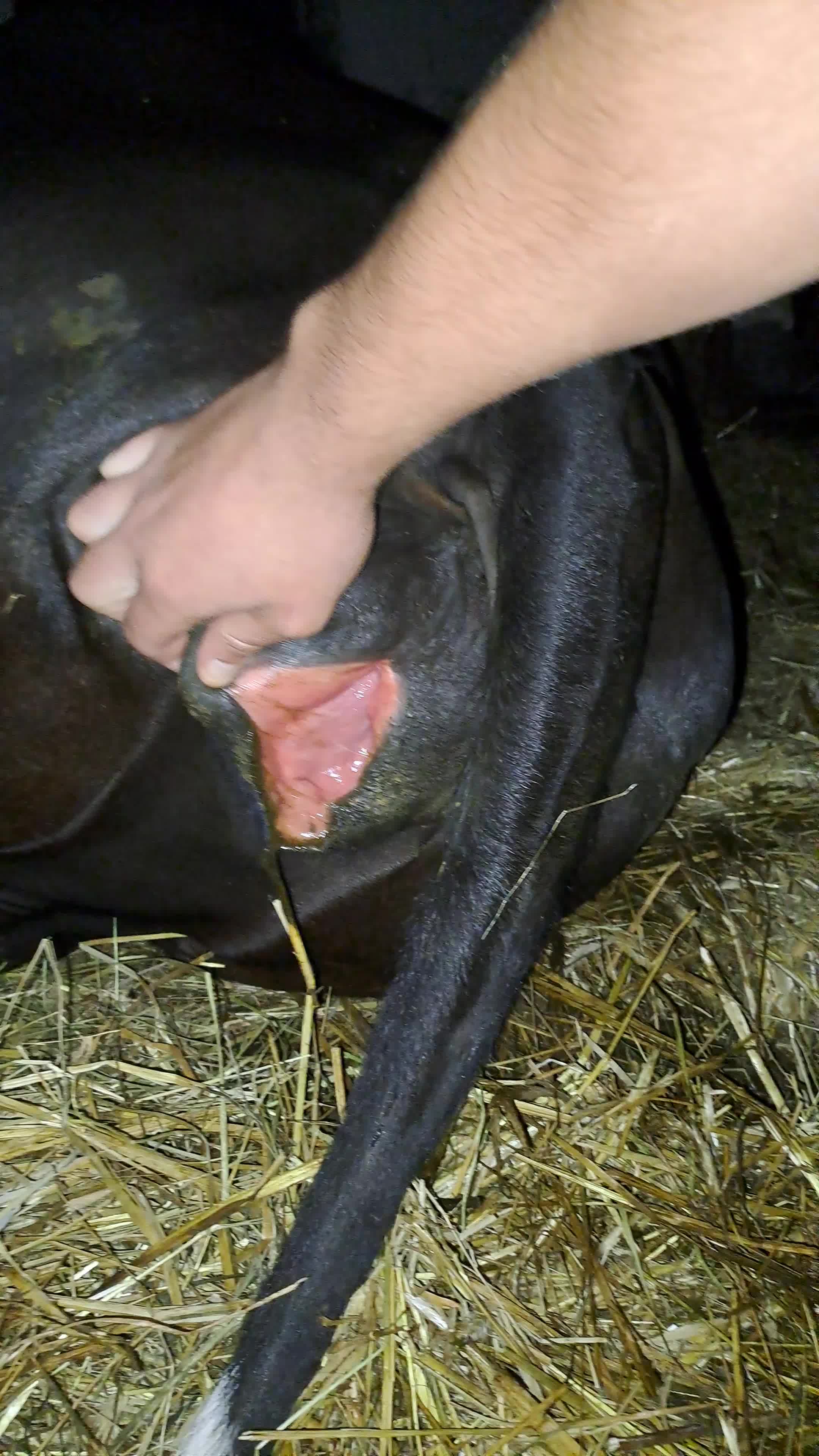 cow pussy の 画 像.