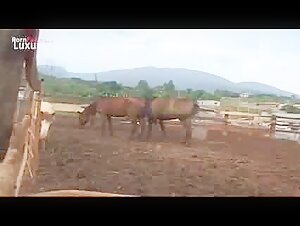 Shemale and horse