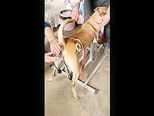 Female dog orgasm during insemination