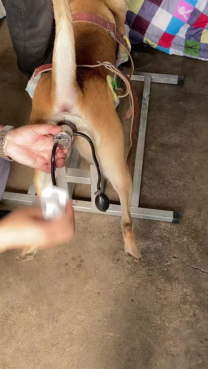 Cum in female dog