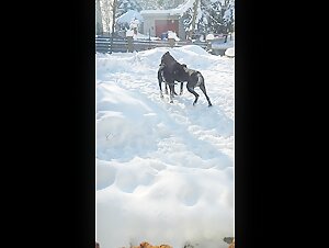 My little ones playing in the snow for the first time