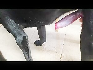 Dog handjob 2