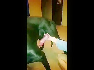 Girl sucking big dog cock