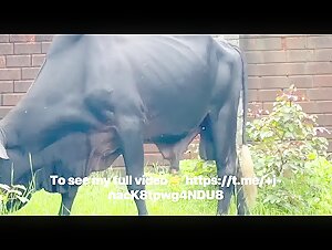 my big zebu big dick