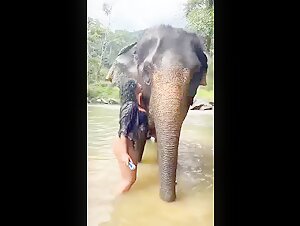 Elephant bite boob