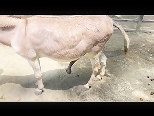 Donkey with monster flared cock. Oh my, his cock head is huge!