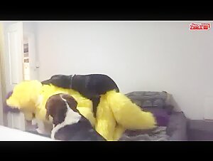 F u c k e d by dog in fursuit murrsuit