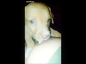 Puppy teething