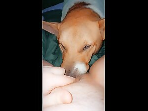 Whore Cums on dog tongue