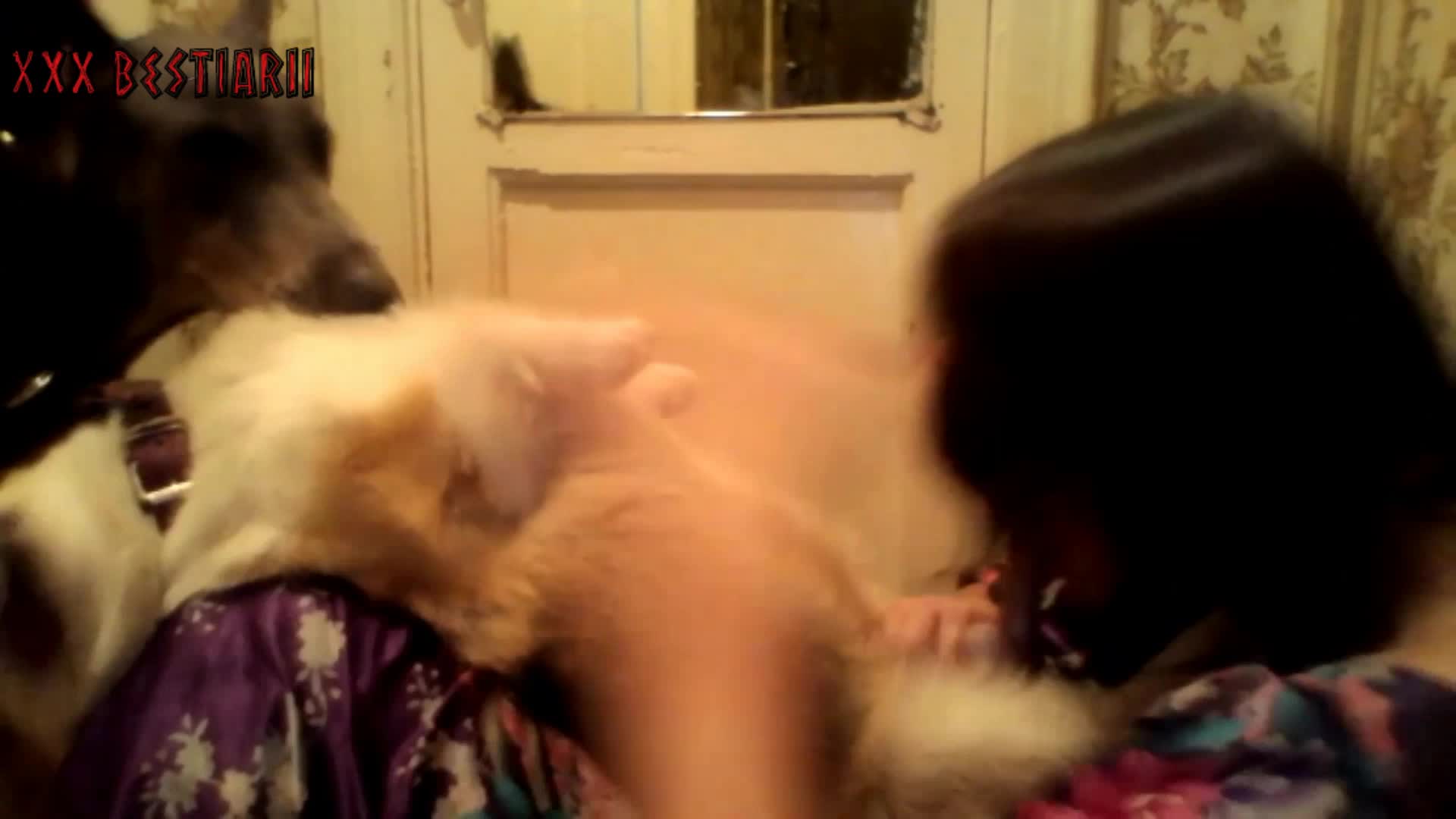dogsitter loves dog cock in her pussy bestiality 