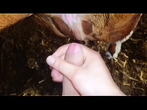 Cow cum