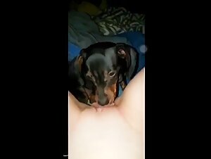 Training new pup