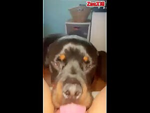 Beautiful puffy pussy getting licked by a rottweiler