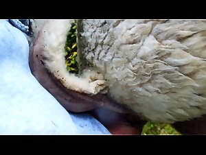 Fucking a submissive sheep