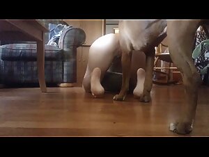 k9 corral doggystyle