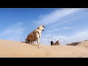 Sloughi dogs (Arabian greyhound, North African greyhound, Essaouira, Morocco. S