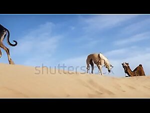 Sloughi dogs (Arabian greyhound, North African greyhound, Essaouira, Morocco. S