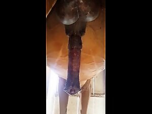Big horse cock in back view