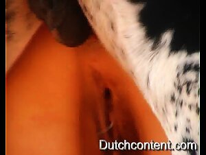 Ass fuck by dog